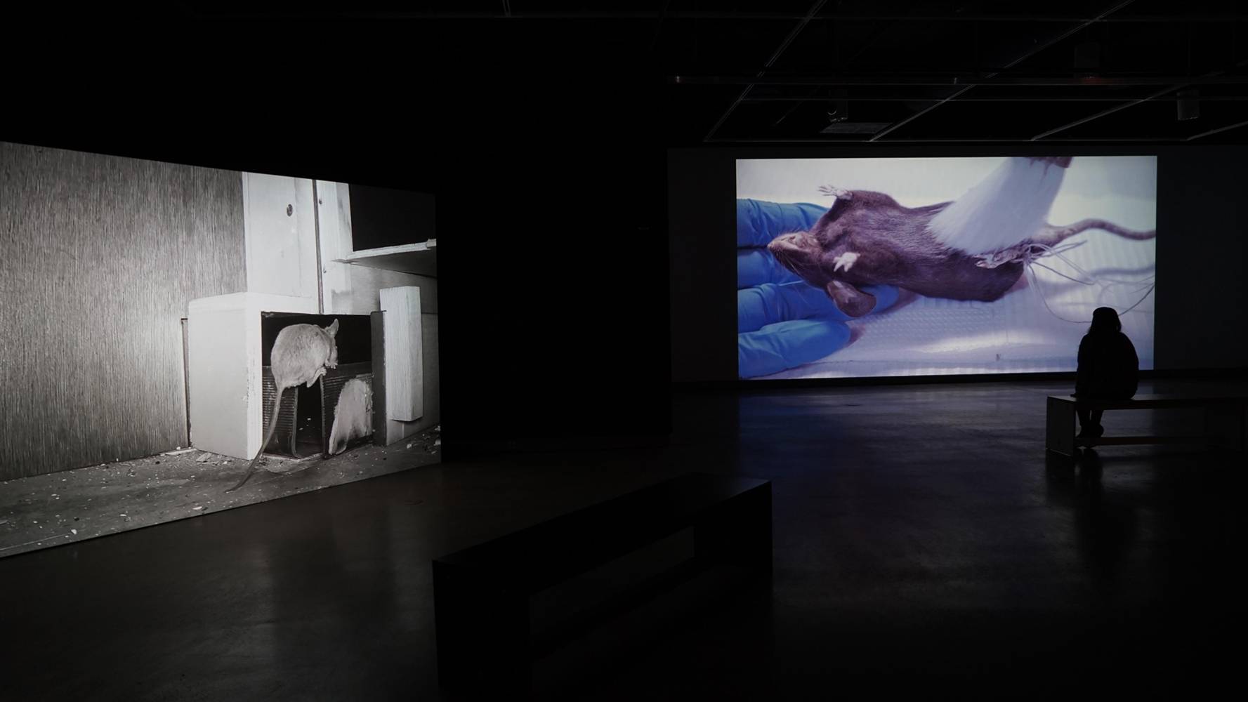 Image of gallery shot showing a Film Installation